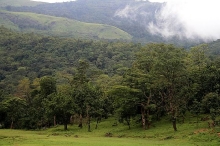 Coorg Pachibale Homestay