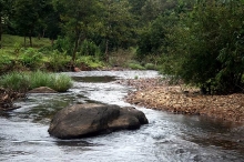 Coorg Pachibale Homestay